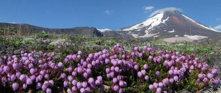 Russische arktisthe volcano avachinsky 2787365 1920 1500x630 1500x630