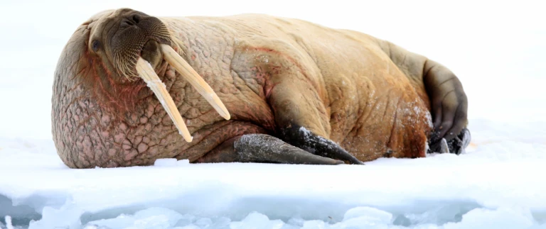 Russische arktiswalross auf eisscholle 1500x630