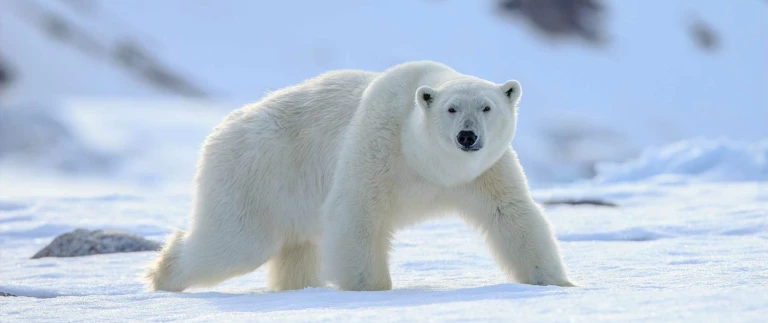 Spitzbergenspitzbergen eisbaer 1 1500x630