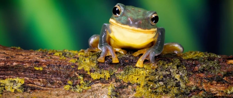 Suedamerika kulturelle schaetze und fesselnde landschaftenamazonas frosch 1500x630
