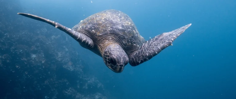Suedamerika kulturelle schaetze und fesselnde landschaftendustin haney galapagos schildkroete 1500x630