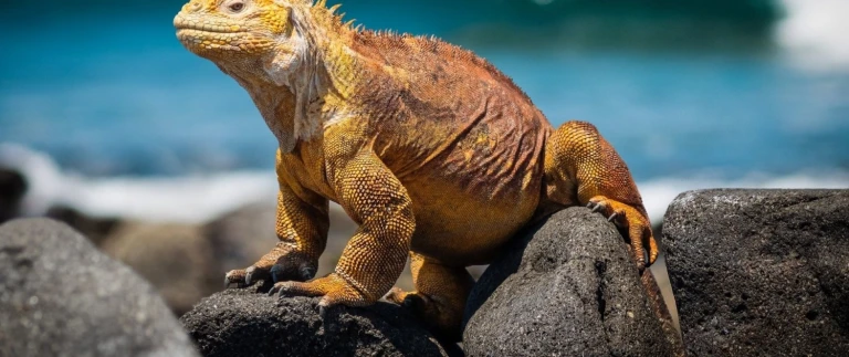 Suedamerika kulturelle schaetze und fesselnde landschaftengalapagos inseln leguan 1500x630