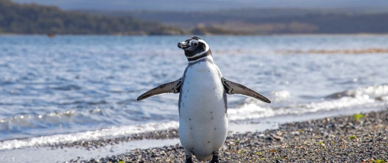 Suedamerika kulturelle schaetze und fesselnde landschaftensander crombach magellanpinguin 1500x630