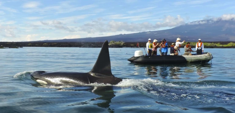 Ms santa cruz iigalapagosoyene ecuador hgr 147798 aspect ratio 295 143