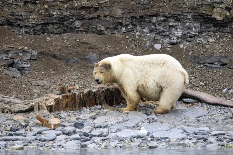 Svalbard nlk nachschub 020 min