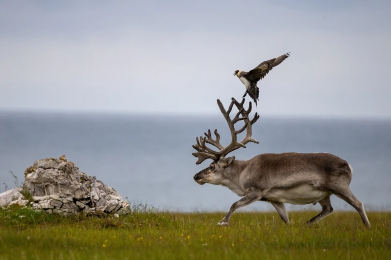 Svalbard nlk nachschub 032 min