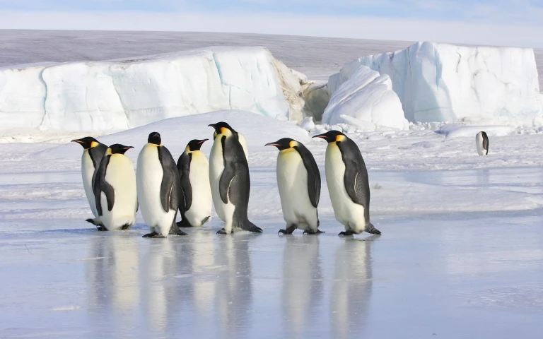 Kaiserpinguine schelfeis