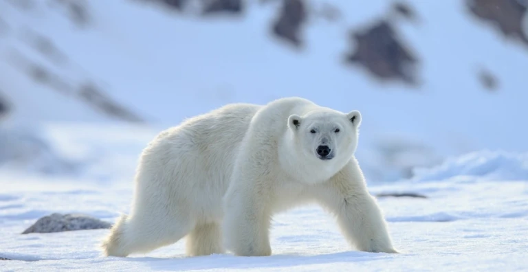 Virtueller reisevortrag mit dem eisbrecher durchs arktische eis von groenland nach spitzbergen 20 10 22 1930uhr dauer ca 90 minuteneisbaer lang 1030x531
