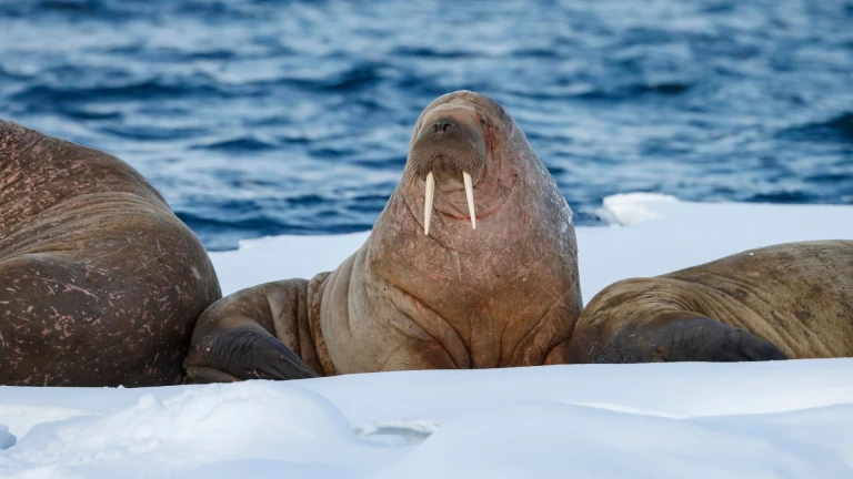 Virtueller vortrag die durchquerung der nordwestpassage mit le commandant charcot 21 04 22 1930uhr dauer ca 90 minutenwalross auf eisscholle