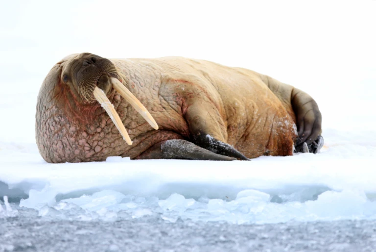Virtueller vortrag die russische arktis expedition franz josef land mit poseidon expeditions 22 10 20 19uhr dauer ca 90 minutenwalross auf eisscholle 1030x690