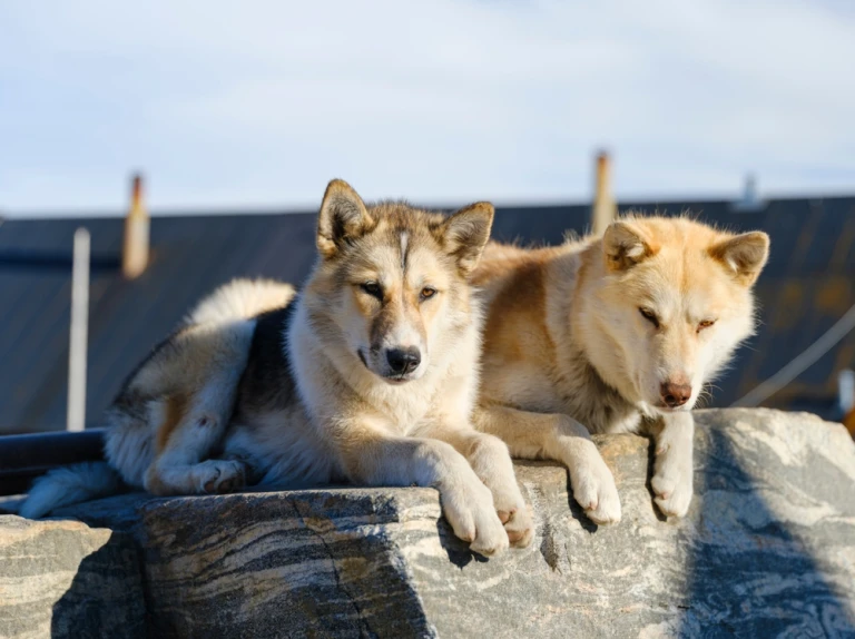 Zwei Schlittenhunde auf Uummannaq in Grönland