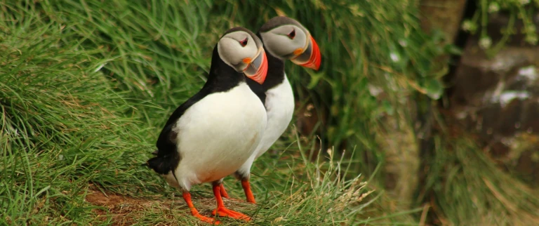 Papageitaucher aspect ratio 1500 630