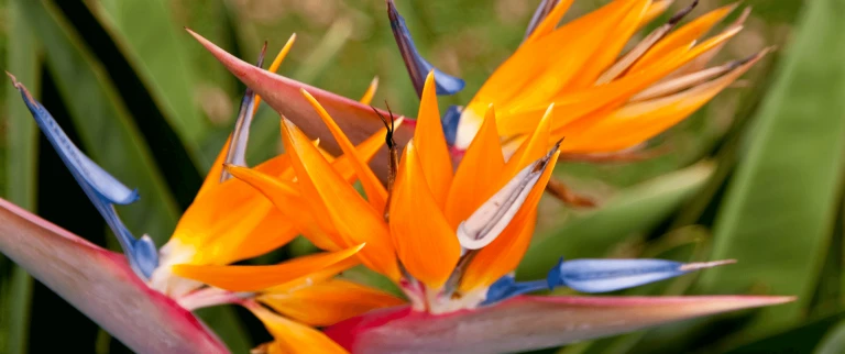 Madeira aspect ratio 1500 630