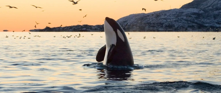 Orca aspect ratio 1500 630