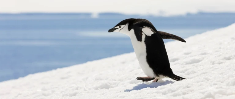 Halfmoon island zuegelpinguin aspect ratio 1500 630