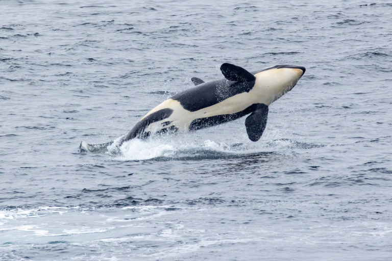 05 07 2025 adak island 91