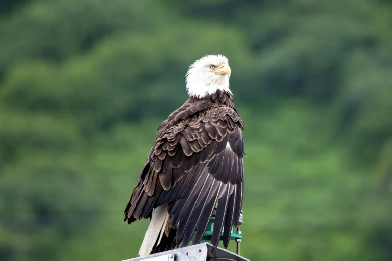 11 07 2025 kodiak iiland 02