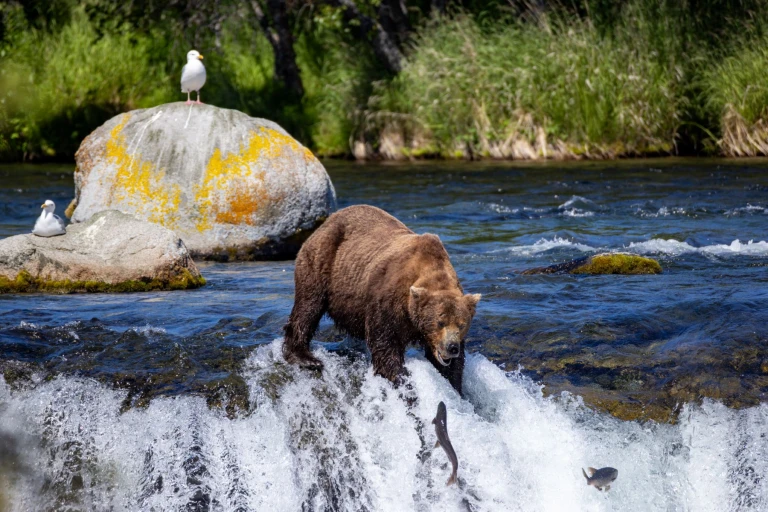 12 07 2025 homer katmai national park 13