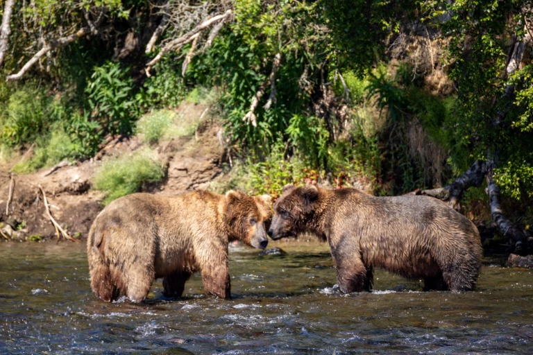 12 07 2025 homer katmai national park 52