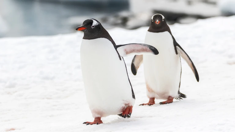 181112 135836 antarktis scaled