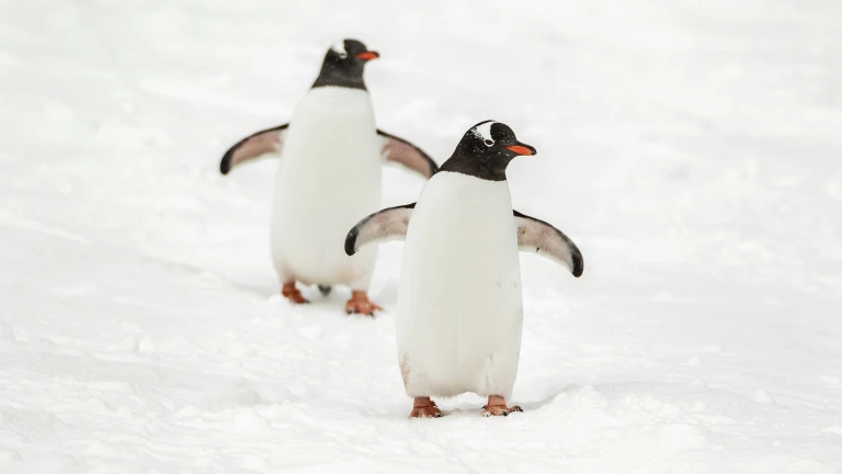 181114 095627 antarktis scaled