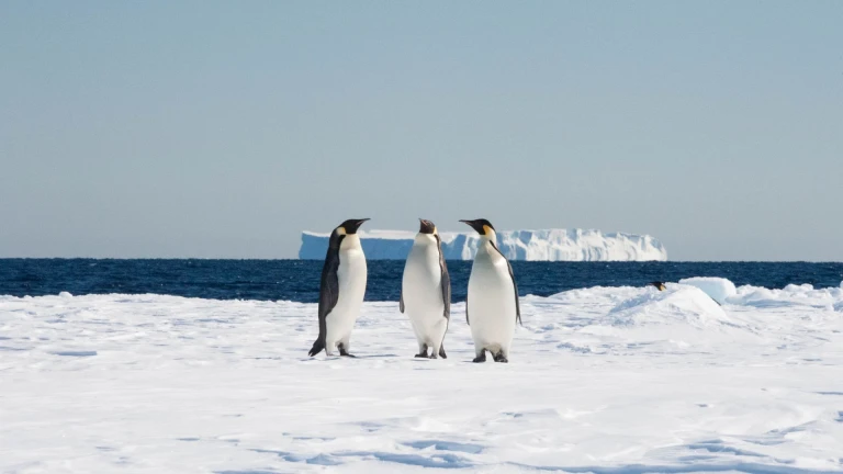 Drei Pinguine auf dem Eis mit Eisscholle im Hintergrund