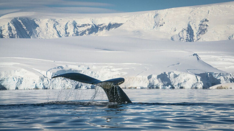 Walbeobachtung in der Antarktis