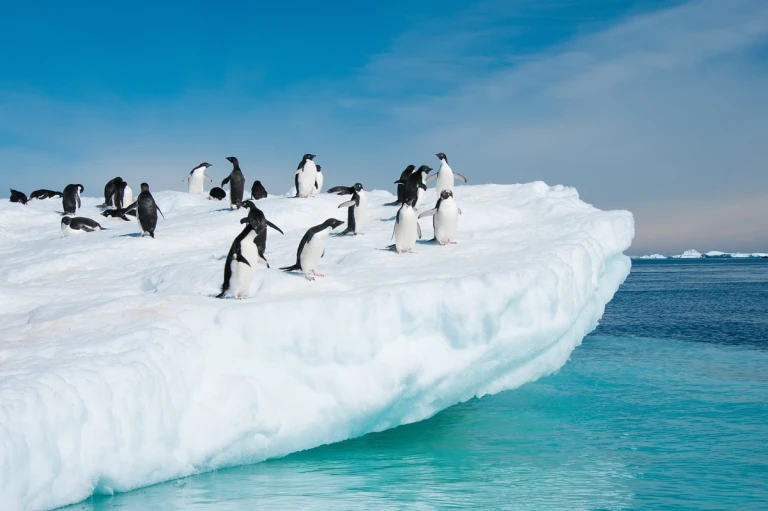 Adeliepinguine auf eisscholle