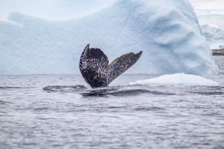 Sie sehen eine Fluke vom Buckelwal vor einem Eisber in der Antarktis