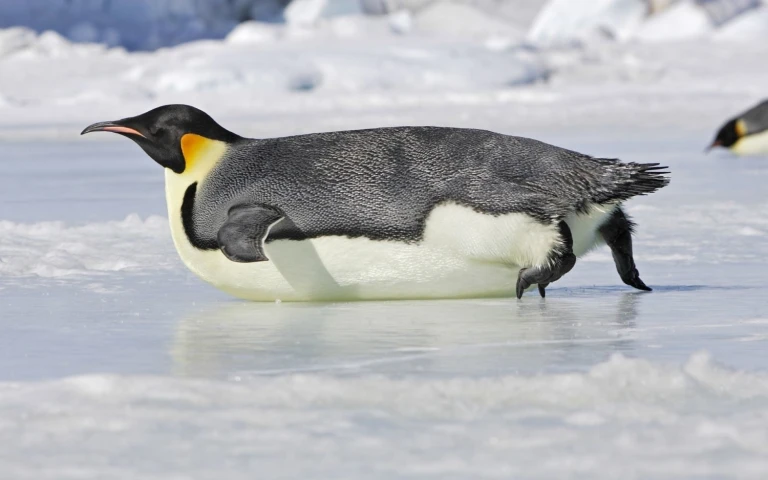 Kaiserpinguin liegt