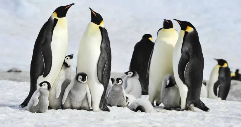 Kaiserpinguin scaled