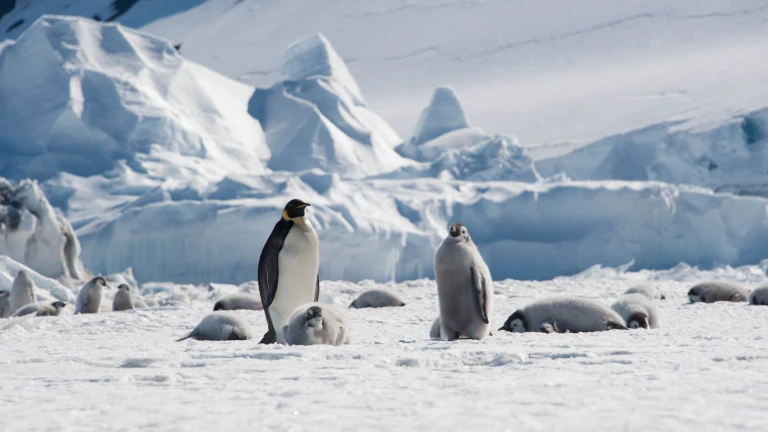 Kaiserpinguine antarktis