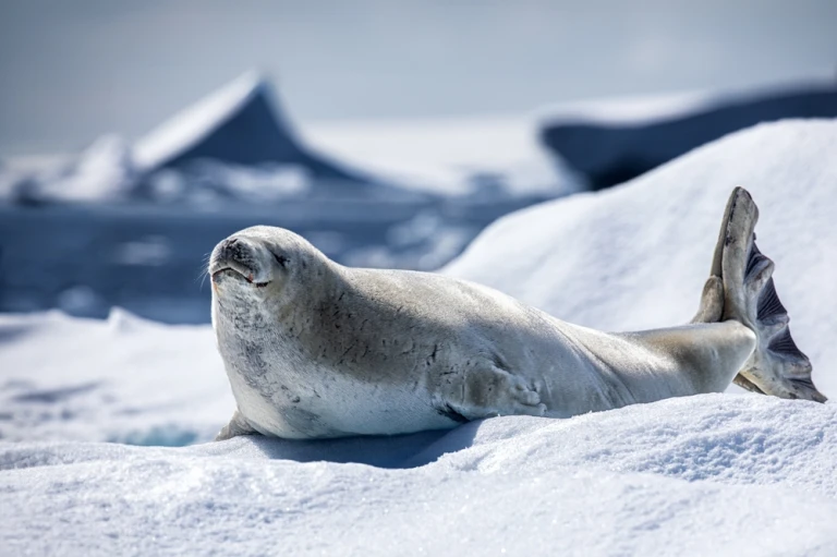Nahaufnahme Krabbenfresserrobbe auf einer Schnee- und Eisschfloe in der Antarktis