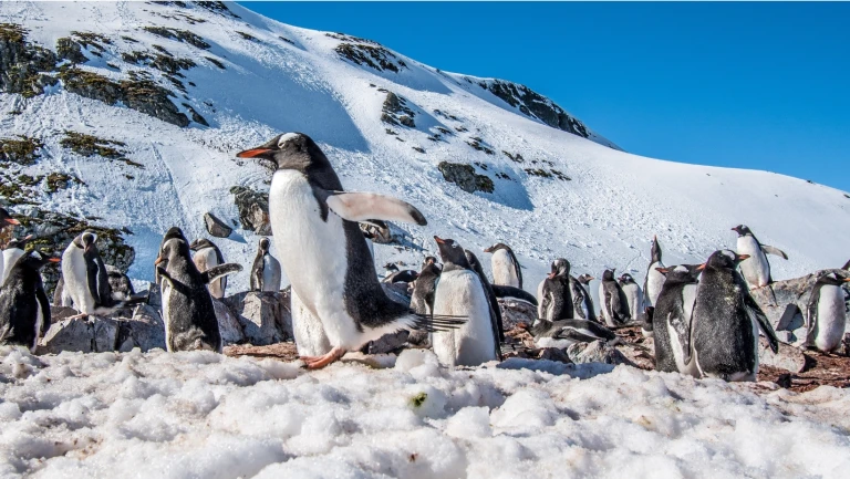Pinguine antarktische halbinsel 1