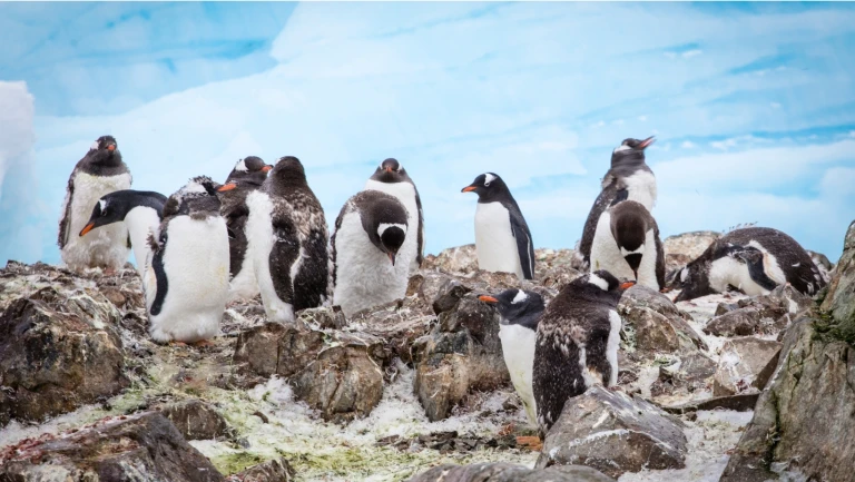 Pinguine antarktische halbinsel 2