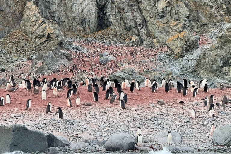 Reisebericht pia hx antarktis sudpolarkreis 12 adeliepinguine