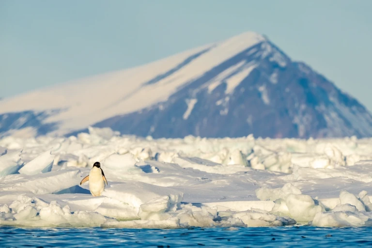 Die südlichste Adelie-Pinguin-Kolonie auf Ross Island.