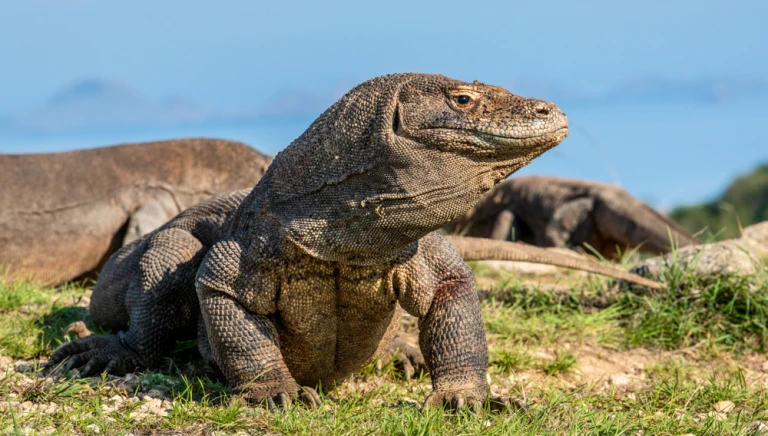 Komodo shutterstock