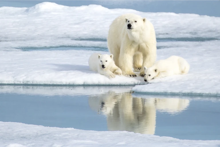 Eisbaerenfamilie shutterstock