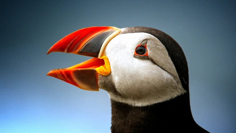 Puffin