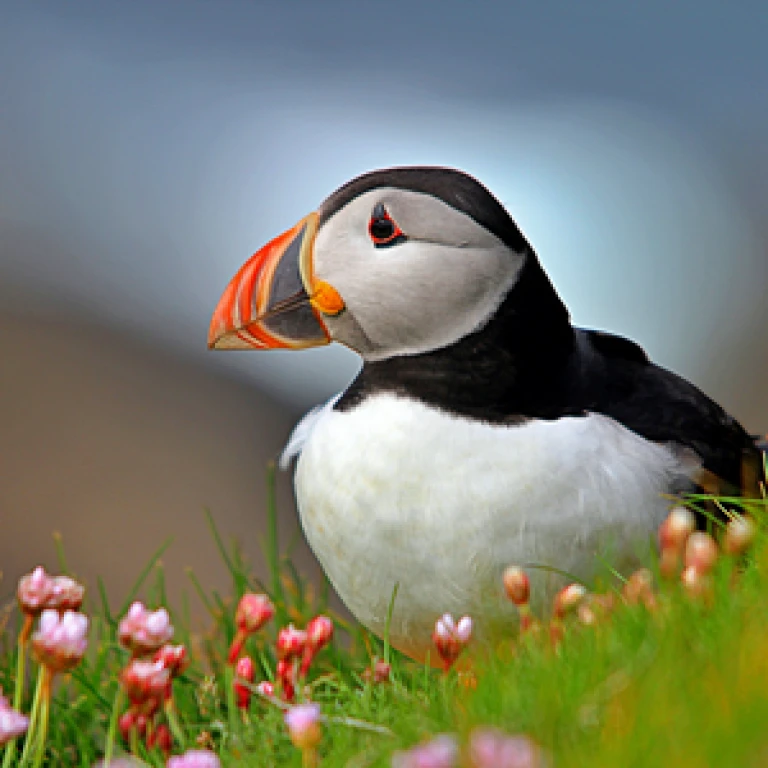 Schottland papeitaucher