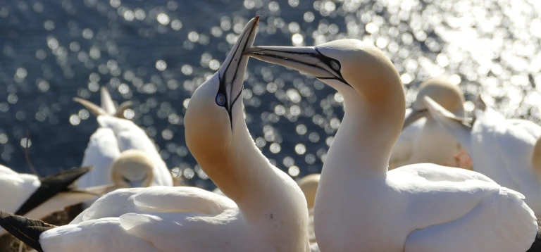 Basstoelpel helgoland