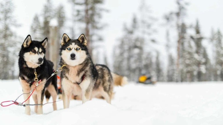 Hundeschlitten lappland 1