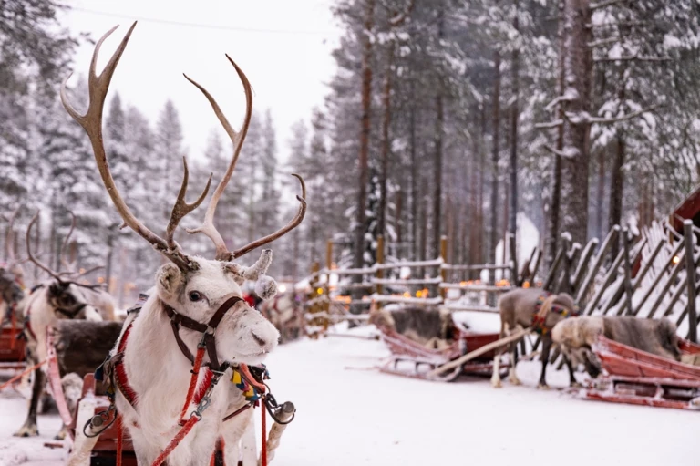Porträt eines weißen Rentiers mit majestätischen Geweihen im verschneiten Lapplandwald. Glück. Ruhig und gelassen, bereit, den Schlitten zu ziehen. Weihnachtszauber im Santa Claus Village in Rovaniemi. Winterzeit.