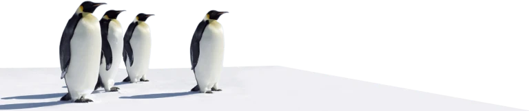 Vier Pinguine auf Schneefläche