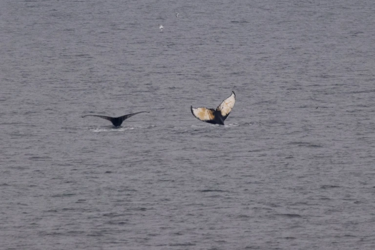 05 upernavik ocean albatros 2023 519