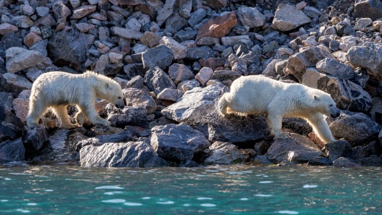 Zwei Eisbären, Ursus Maritimus, stammen aus dem kalten blauen Wasser des Liverpool-Landes in Ostgrönland. Das ist eine Mutter und ein Junge, die über die Felsen laufen.