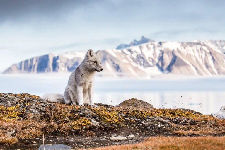 Gronlandhund am eisfjord