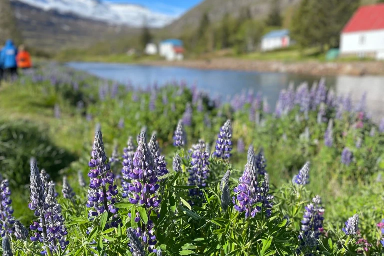 20240725 blog island mit hapag seydisfjordur 08