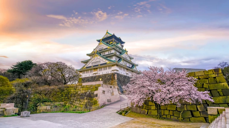 Burg Osaka mit voller Blüte Sakura in Japan bei Sonnenuntergang